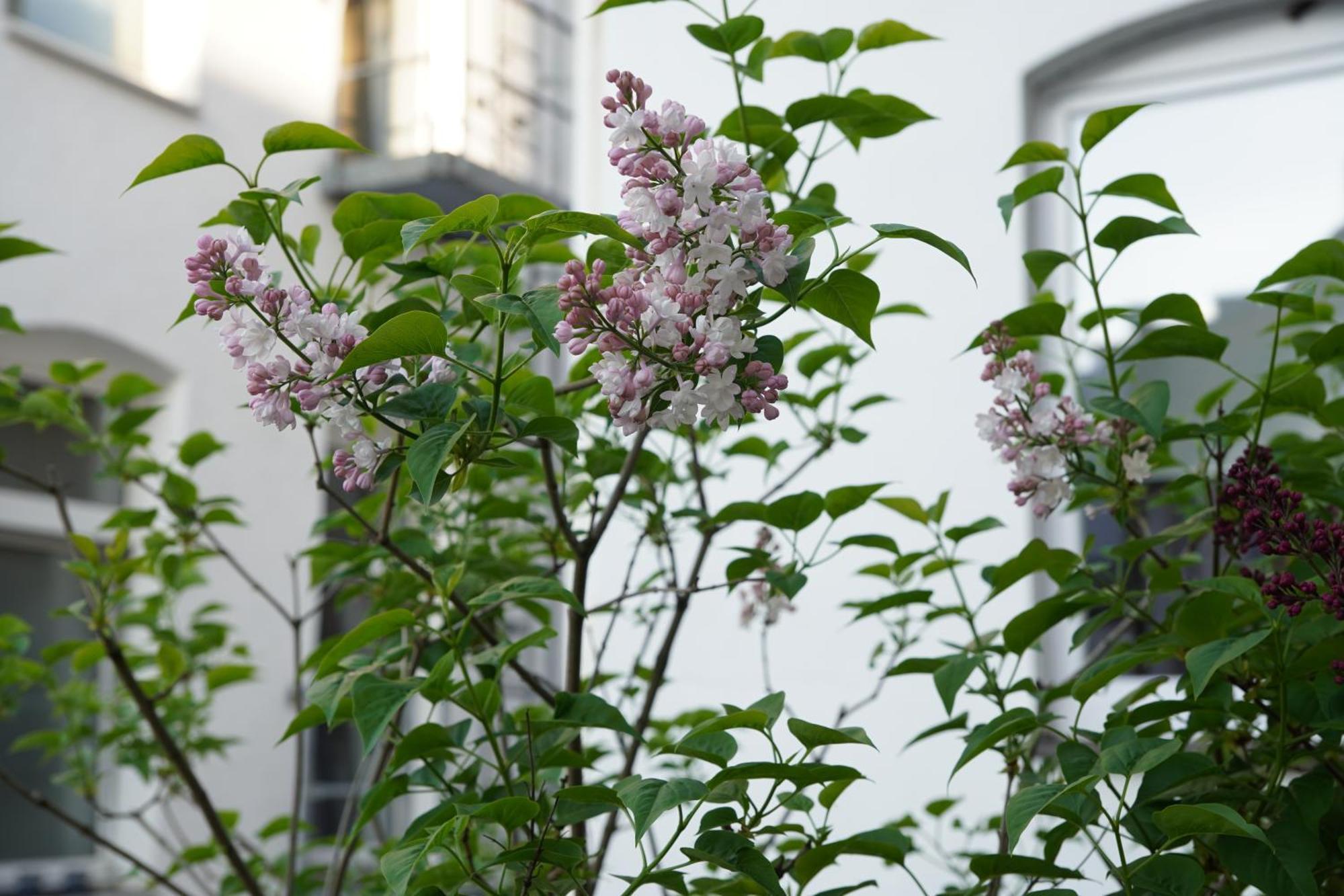 Bright, Spacious Apartment With A Lovely Terrace In The Heart Of Aquisgrana Esterno foto